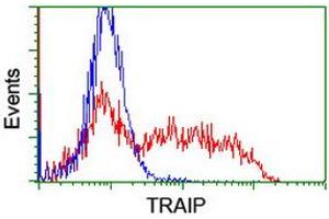 Image no. 2 for anti-TRAF Interacting Protein (TRAIP) (AA 67-313) antibody (ABIN1491631) (TRAIP anticorps  (AA 67-313))