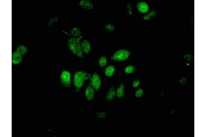 Immunofluorescent analysis of A549 cells using ABIN7163478 at dilution of 1:100 and Alexa Fluor 488-congugated AffiniPure Goat Anti-Rabbit IgG(H+L) (PIWIL4 anticorps  (AA 12-235))