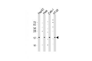 All lanes : Anti-ARF4 Antibody (Center) at 1:2000 dilution Lane 1: HepG2 whole cell lysate Lane 2: Hela whole cell lysate Lane 3: Caki-1 whole cell lysate Lane 4: HT-29 whole cell lysate Lysates/proteins at 20 μg per lane. (ARF4 anticorps  (AA 72-106))