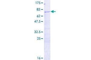 Image no. 1 for H2A Histone Family, Member Y (H2AFY) (AA 1-372) protein (GST tag) (ABIN1306294)
