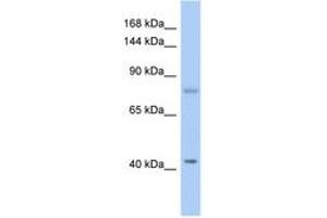 Image no. 1 for anti-SH2 Domain Containing 3C (SH2D3C) (AA 179-228) antibody (ABIN6743733) (SH2D3C anticorps  (AA 179-228))