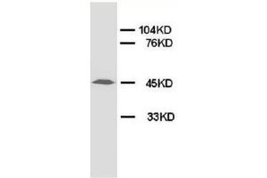 Western blot analysis of rat lung tissue lysis using RAGE antibody (RAGE anticorps  (Middle Region))