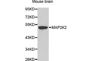 Western blot analysis of extracts of mouse brain, using MAP2K2 antibody. (MEK2 anticorps)