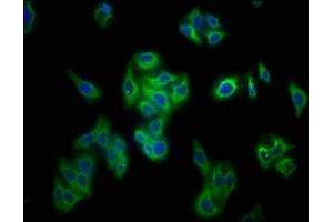 Immunofluorescence staining of HepG2 cells with ABIN7177734 at 1:133, counter-stained with DAPI.