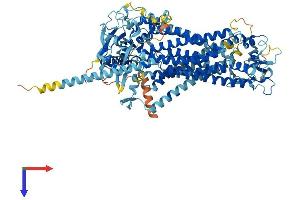 AlphaFold protein structure predicition of Mouse Recombinant Ano6 Protein, UniprotID Q6P9J9