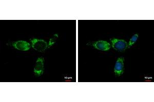 ICC/IF Image Glycine dehydrogenase antibody [N3C2-2], Internal detects Glycine dehydrogenase protein at mitochondria by immunofluorescent analysis.