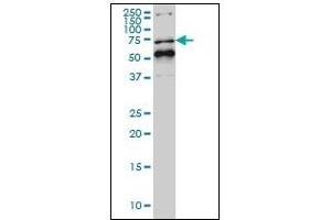 Western Blotting (WB) image for anti-Nuclear Receptor Subfamily 1, Group D, Member 1 (NR1D1) (AA 1-615) antibody (ABIN614695) (NR1D1 anticorps  (AA 1-615))