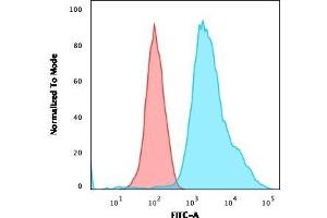 Flow Cytometric Analysis of HeLa cells using Pan-Cytokeratin Mouse Monoclonal Antibody (PCK/3150) followed by goat anti-Mouse IgG-CF488 (Blue); Isotype Control (Red). (KRT anticorps)