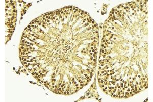 ABIN6266600 at 1/100 staining Mouse testis tissue by IHC-P.