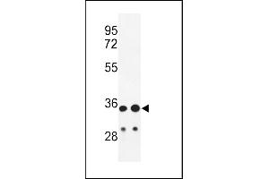 Western blot analysis of IGH Antibody (C-Term) (ABIN652729 and ABIN2837850) in HL-60,  cell line lysates (35 μg/lane). (IgH anticorps  (C-Term))