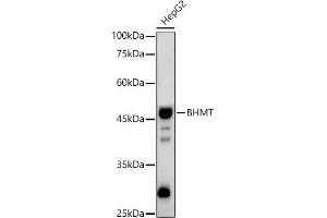 Western blot analysis of extracts of HepG2 cells, using BHMT Rabbit pAb antibody (ABIN3021749, ABIN3021750, ABIN3021751 and ABIN6215748) at 1:500 dilution.