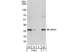 Western Blotting (WB) image for anti-Eukaryotic Translation Initiation Factor 4H (EIF4H) (AA 198-248) antibody (ABIN7453834)