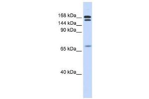 CUX2 antibody used at 0. (CUX2 anticorps  (N-Term))