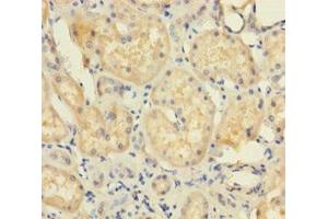Immunohistochemistry of paraffin-embedded human kidney tissue using ABIN7174376 at dilution of 1:100 (UBD anticorps  (AA 1-165))