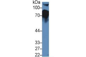 Rabbit Detection antibody from the kit in WB with Positive Control: Sample Mouse Serum.