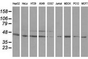 Western blot analysis of extracts (35 µg) from 9 different cell lines by using anti-ODC1 monoclonal antibody. (ODC1 anticorps)