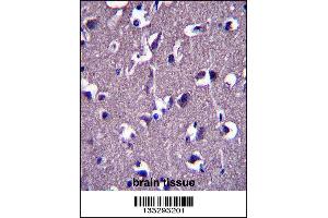 GRID1 Antibody immunohistochemistry analysis in formalin fixed and paraffin embedded human brain tissue followed by peroxidase conjugation of the secondary antibody and DAB staining. (GRID1 anticorps  (C-Term))