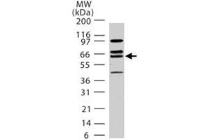 Western blot analysis of human LMNA in 15 ugs of HeLa cell lysate. (Lamin A/C anticorps  (AA 249-266))