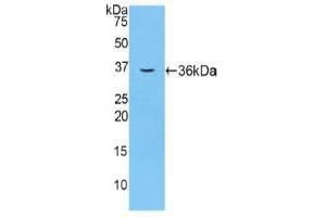 Western blot analysis of recombinant Mouse F5. (Coagulation Factor V anticorps  (AA 1863-2161))