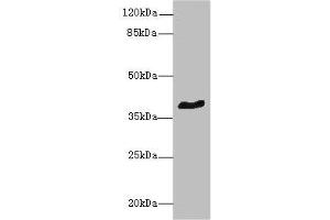 Western blot All lanes: GPR18 antibody at 8 μg/mL + Mouse brain tissue Secondary Goat polyclonal to rabbit IgG at 1/10000 dilution Predicted band size: 39 kDa Observed band size: 39 kDa (GPR18 anticorps  (AA 290-331))