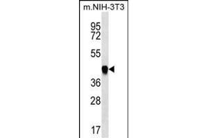 ICS Antibody (N-term) (ABIN656869 and ABIN2846073) western blot analysis in mouse NIH-3T3 cell line lysates (35 μg/lane). (PAICS anticorps  (N-Term))
