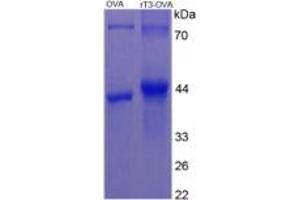 SDS-PAGE of Protein Standard from the Kit (rT3). (rT3 Kit ELISA)