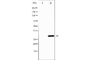 Western blot analysis of DARPP-32 phosphorylation expression in Forskolin treated COS7 whole cell lysates,The lane on the left is treated with the antigen-specific peptide.