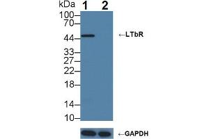 Knockout Varification: Lane 1: Wild-type U87MG cell lysate; Lane 2: LTbR knockout U87MG cell lysate; Predicted MW: 45,47kDa Observed MW: 47kDa Primary Ab: 3µg/ml Rabbit Anti-Human LTbR Antibody Second Ab: 0. (LTBR anticorps  (AA 66-215))