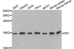 Western blot analysis of extracts of various cell lines, using FIS1 antibody. (Fission 1 anticorps)