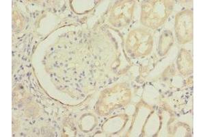Immunohistochemistry of paraffin-embedded human kidney tissue using ABIN7163200 at dilution of 1:100 (INPP5J anticorps  (AA 60-360))