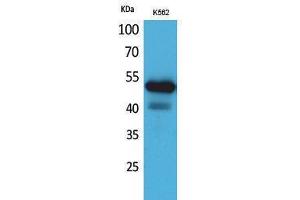 Western Blotting (WB) image for anti-Sialic Acid Binding Ig-Like Lectin 7 (SIGLEC7) (Internal Region) antibody (ABIN6284332)