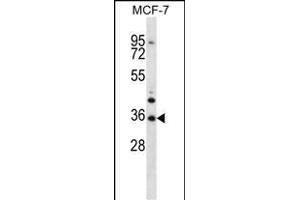 MORN3 Antibody (Center) (ABIN656878 and ABIN2846078) western blot analysis in MCF-7 cell line lysates (35 μg/lane). (MORN3 anticorps  (AA 128-157))