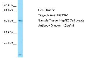 Host: Rabbit Target Name: UGT3A1 Sample Type: HepG2 Whole cell lysates Antibody Dilution: 1. (UGT3A1 anticorps  (N-Term))