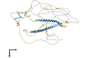 AlphaFold protein structure predicition of Human Recombinant MSL1 Protein, UniprotID Q68DK7