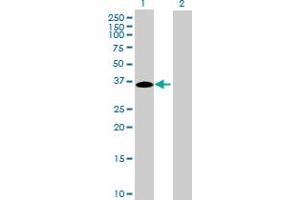Western Blot analysis of C16orf78 expression in transfected 293T cell line by C16orf78 MaxPab polyclonal antibody. (C16orf78 anticorps  (AA 1-265))