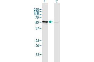 Western Blot analysis of GRWD1 expression in transfected 293T cell line by GRWD1 MaxPab polyclonal antibody. (GRWD1 anticorps  (AA 1-446))