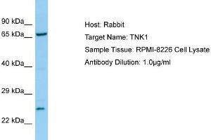 Host: RabbitTarget Name: TNK1Antibody Dilution: 1.