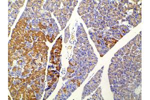ABIN6277691 at 1/100 staining mouse pancreatic tissue sections by IHC-P. (Ephrin B2 anticorps  (C-Term))