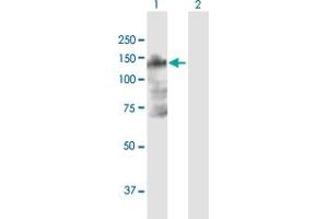 Western Blot analysis of B4GALNT3 expression in transfected 293T cell line by B4GALNT3 MaxPab polyclonal antibody. (B4GALNT3 anticorps  (AA 1-998))