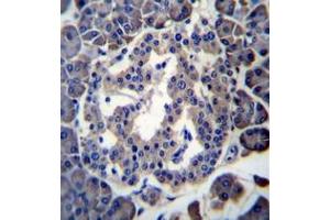 Immunohistochemistry analysis in formalin fixed and paraffin embedded human pancreas tissue reacted with MBOAT4 Antibody (Center) followed which was peroxidase conjugated to the secondary antibody and followed by DAB staining. (MBOAT4 anticorps  (Middle Region))