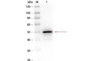 Western Blot of Rabbit anti-Alkaline Phosphatase (E. (Alkaline Phosphatase anticorps  (Biotin))