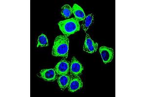 Confocal immunofluorescent analysis of TFAM Antibody (C-term) with Hela cell followed by Alexa Fluor 488-conjugated goat anti-rabbit lgG (green).