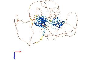AlphaFold protein structure predicition of Human Recombinant SH2B1 Protein, UniprotID Q9NRF2