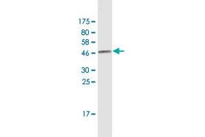 Western Blot detection against Immunogen (43.