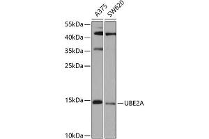Western blot analysis of extracts of various cell lines, using UBE2A antibody (ABIN6132760, ABIN6149782, ABIN6149784 and ABIN6223686) at 1:1000 dilution. (UBE2A anticorps  (AA 1-152))