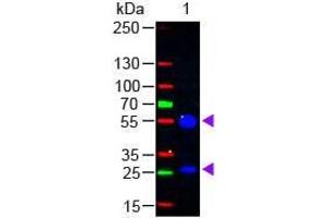 Western Blot of Rabbit anti-Goat IgG (H&L) Antibody Fluorescein Conjugated Lane 1: Goat IgG Load: 50 ng per lane Secondary antibody: Goat IgG (H&L) Antibody Fluorescein Conjugated at 1:1,000 for 60 min at RT Block: ABIN925618 for 30 min at RT Predicted/Observed size: 55 and 28 kDa, 55 and 28 kDa (Lapin anti-Chévre IgG (Heavy & Light Chain) Anticorps (FITC) - Preadsorbed)
