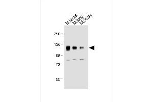 All lanes : Anti-Mouse Npr1 Antibody (N-term) at 1:2000 dilution Lane 1: Mouse testis whole tissue lysate Lane 2: Mouse lung whole tissue lysate Lane 3: Mouse ovary whole tissue lysate Lysates/proteins at 20 μg per lane.