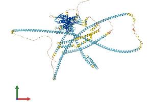 AlphaFold protein structure predicition of Mouse Recombinant Kif15 Protein, UniprotID Q6P9L6