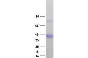 Validation with Western Blot
