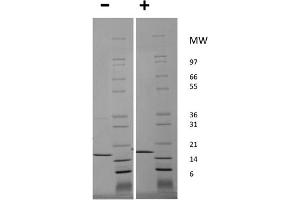SDS-PAGE of Human Tumor Necrosis Factor alpha Recombinant Protein (Animal Free) SDS-PAGE of Human Tumor Necrosis Factor alpha Animal Free Recombinant Protein. (TNF alpha Protéine)